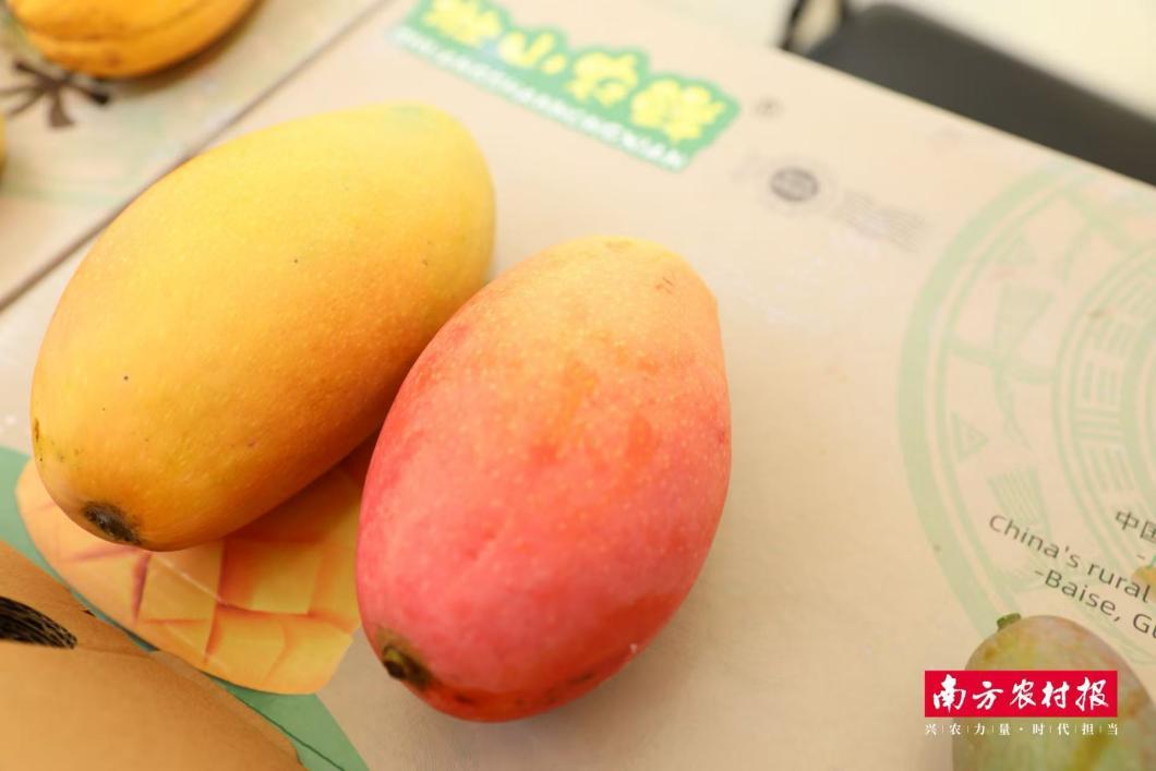 百色芒果(田阳)色香味俱全。芒 百色芒果(田阳)色香味俱全。暨產(chǎn)接會將啟